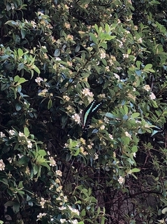 20200517-4.jpg