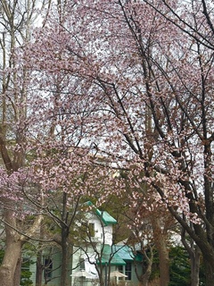 20250427yasuisann-4.jpg