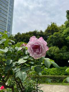 20250504a-2.jpg