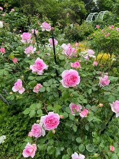 20250504a-3.jpg