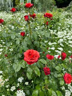 20250504a-6.jpg
